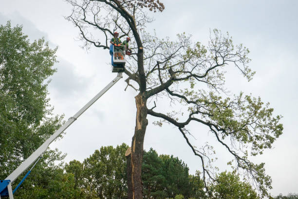 Reliable Palmyra, NJ Tree Service Solutions